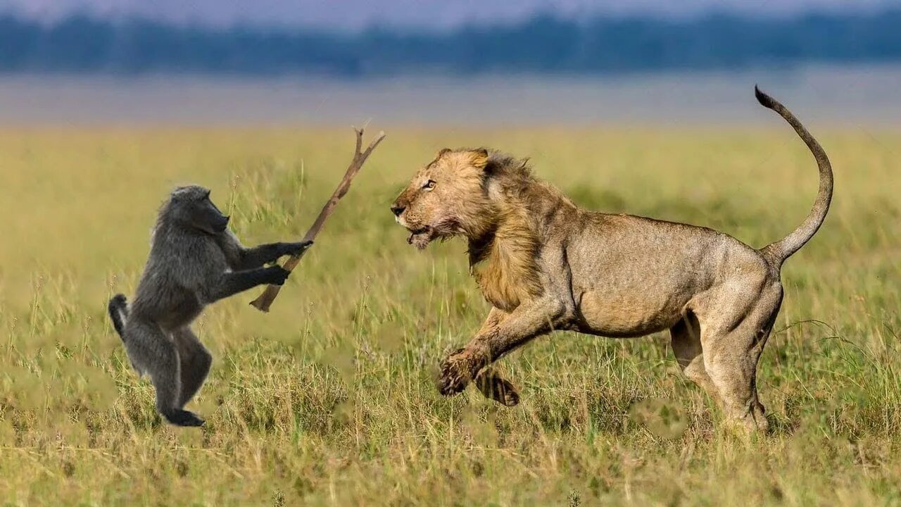 Лев охотится. Львица охотится. Хищники в дикой природе.