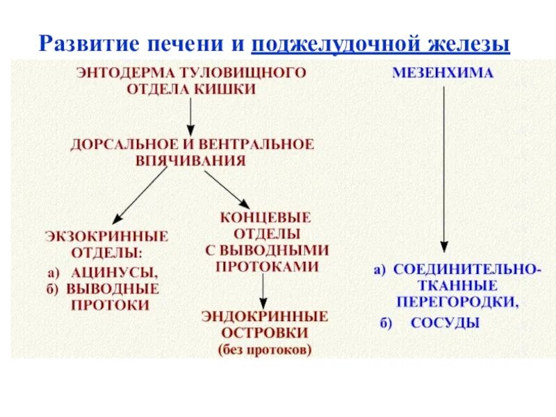 Гистология печени и поджелудочной железы. Источники развития печени гистология. источник развития поджелудочной железы. источники развития поджелудочной железы гистология.