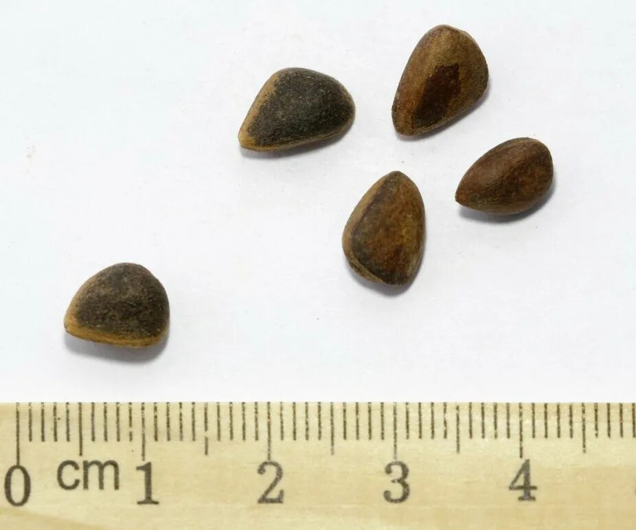 Форма семян ели. Кедровый стланик семена. Кедровый стланик орехи. Кедровый стланик (Pinus pumila). Семена стланика кедрового размер.