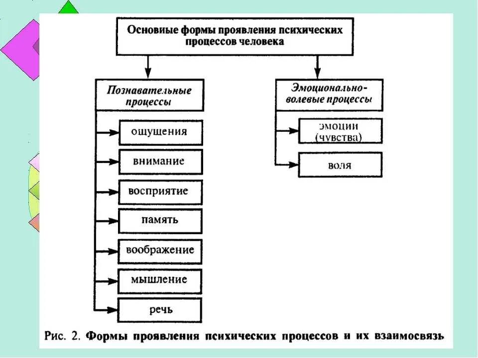 Память относится к психическим