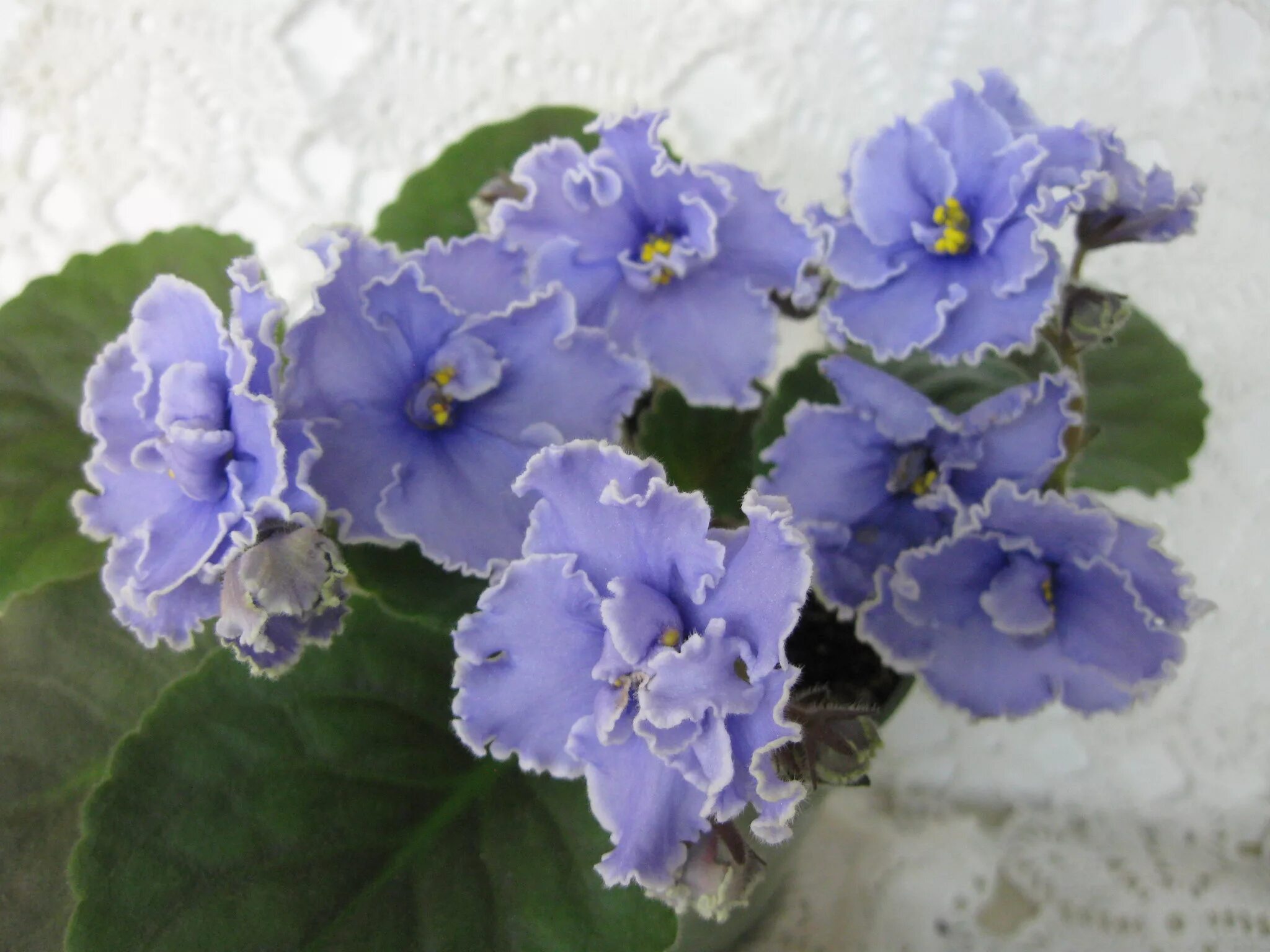 фиалка девочка моя синеглазая