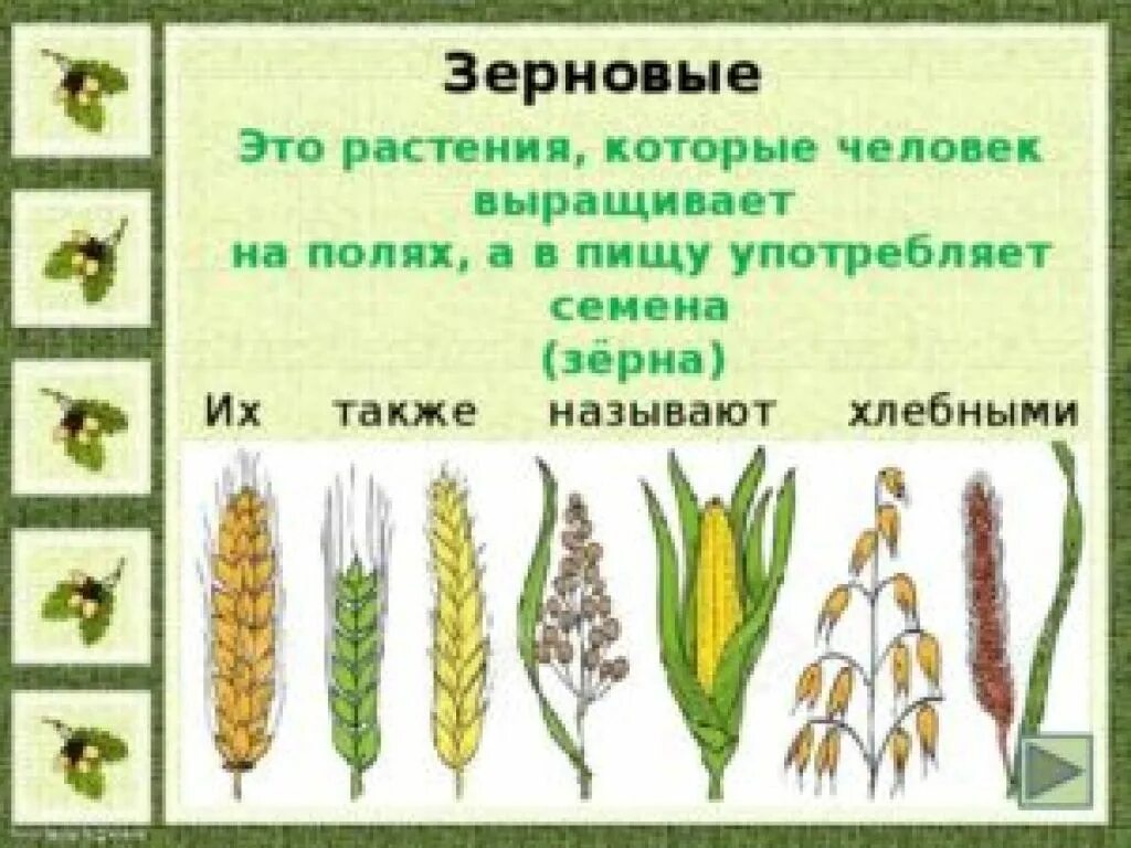 Злаковым является. Зерновые культуры которые относятся к хлебным злакам. Злаки культурные растения. Зерновые культурные растения. Названия зерновых растений.