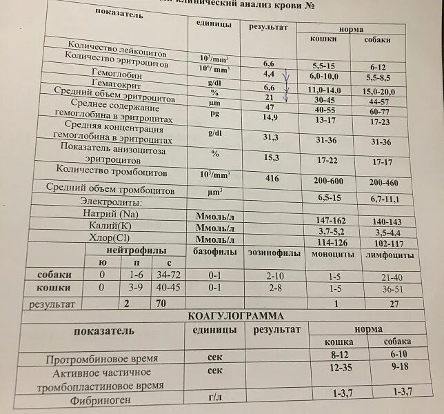 Группа крови результаты анализов. Нормальные показатели общего анализа крови у кошек. Нормальные показатели анализа крови у собаки. Клинический анализ крови кошки норма. Биохимический анализ крови у кошек расшифровка.