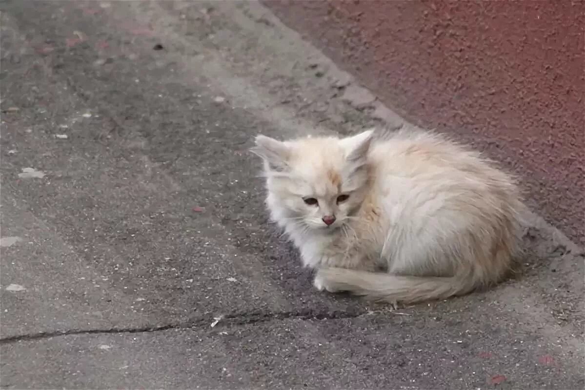 Бездомные котята с надписями. Бездомные коты с надписями. Котики бездомные грустные. Брошенный кот.