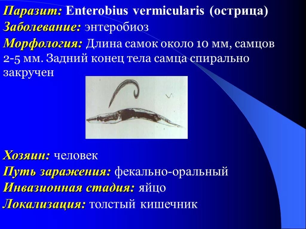 Круглые черви заболевания. Черви паразиты Острица. Инвазионная форма острицы. Enterobius vermicularis заболевание. Энтеробиоз (Enterobius vermicularis).