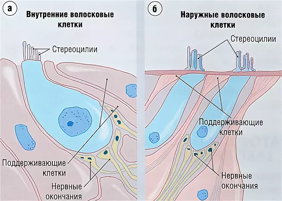 Строение уха волосковые клетки. Волосковая клетка внутреннего уха строение. Внутреннее ухо волосковые клетки. Ухо строение волосковые клетки. Чувствительные клетки внутреннего уха