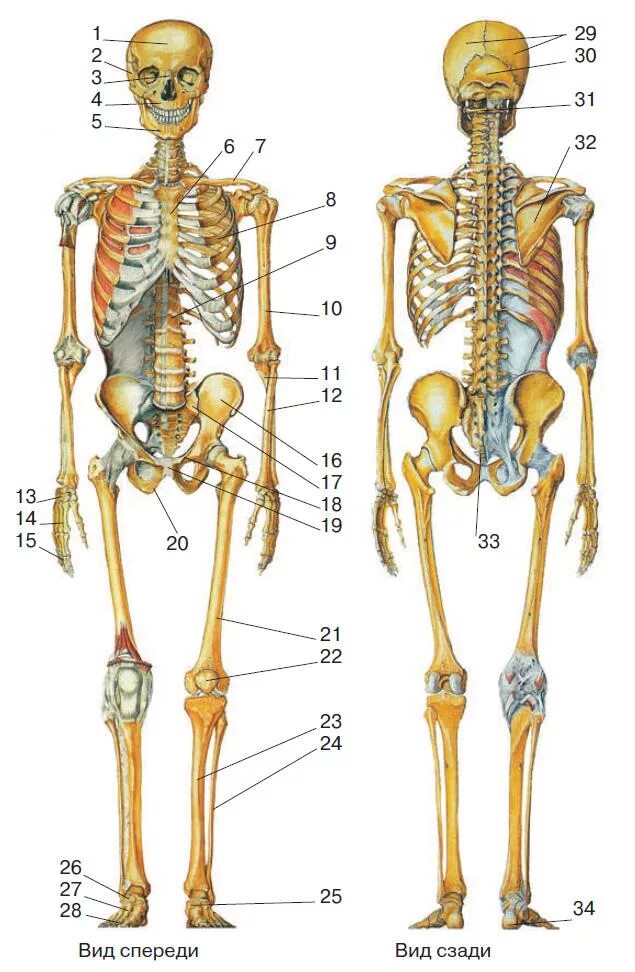 И молодые люди кости человека. Строение скелета человека. Строение человека кости скелета. Строение костей человека спереди. Скелет костей человека анатомия.