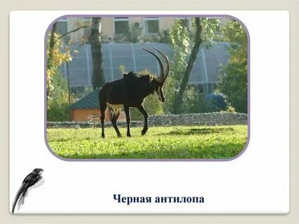 Виртуальная экскурсия в зоопарк для дошкольников
