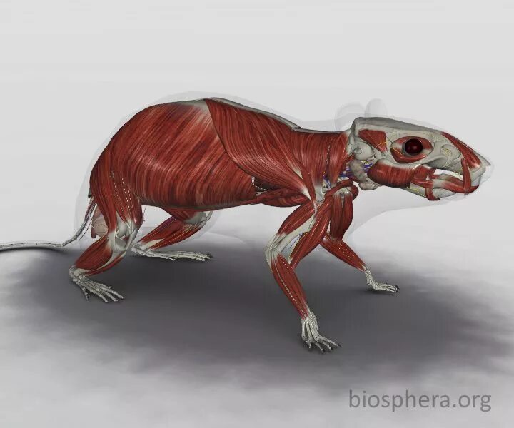 Мышки мышцы. Muscle growth крыса. Мышонок с мускулами. Мыши мышцы клинок рассекающий демонов мыши. Мышки мышцы.