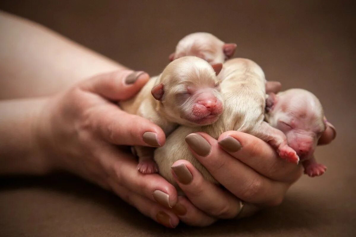 Собаки рождаются слепыми. Кутята чихуахуа Новорожденные. Чихуахуа щенки новорождённые. Новорожденные щенки чихуахуа. Собака чихуахуа щенок новорожденный.