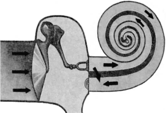 Передача звуковых колебаний к спиральному органу. Механизм слуховой рецепции. Физические основы слуховой рецепции. Механизм слуховой рецепции рисунок.