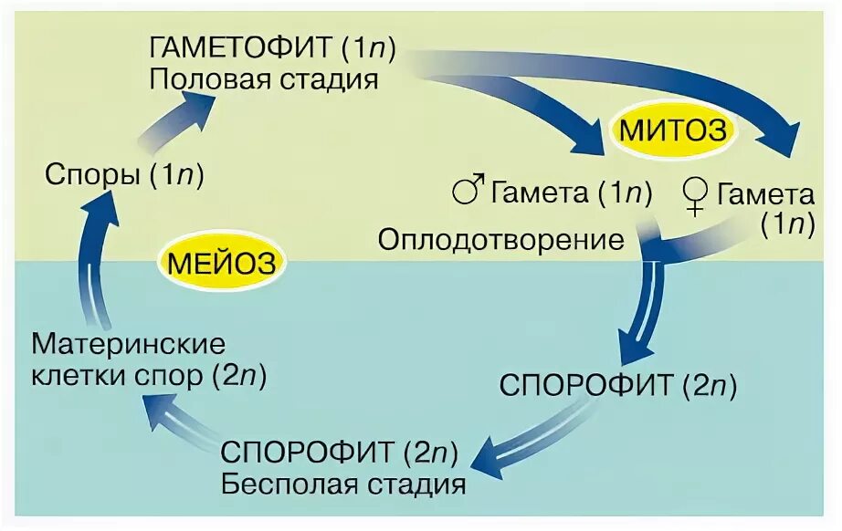 Диплоидная стадия спорофита. Чередование поколений в жизненном цикле. Чередование спорофитов и гаметофитов в жизненном цикле. Чередование поколений в жизненном цикле растений. .Схема ядерных фаз и чередование поколений..