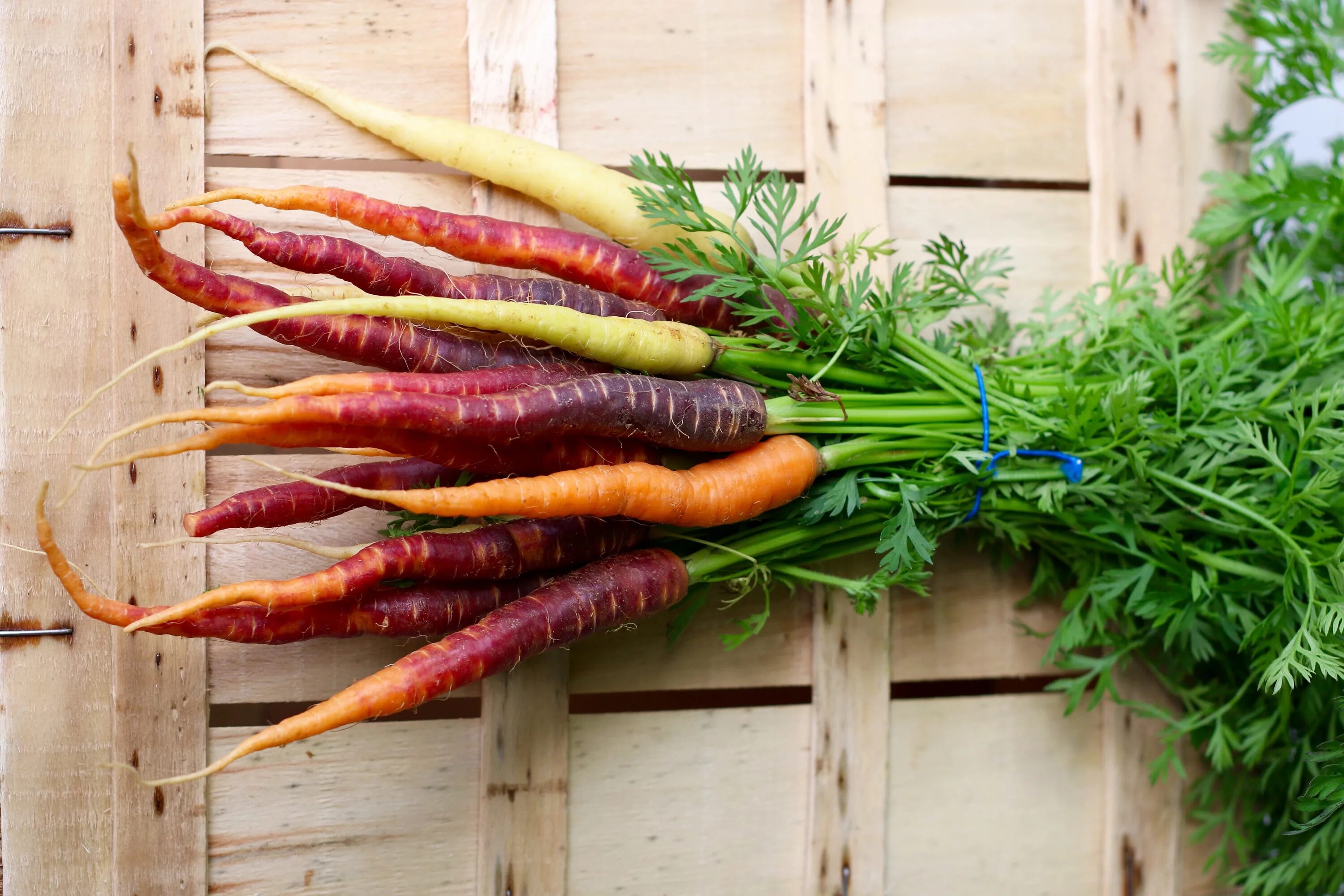 Carrot vegetable. Пастернак корнеплод. Морковь. Овощи морковь. Пастернак морковь.