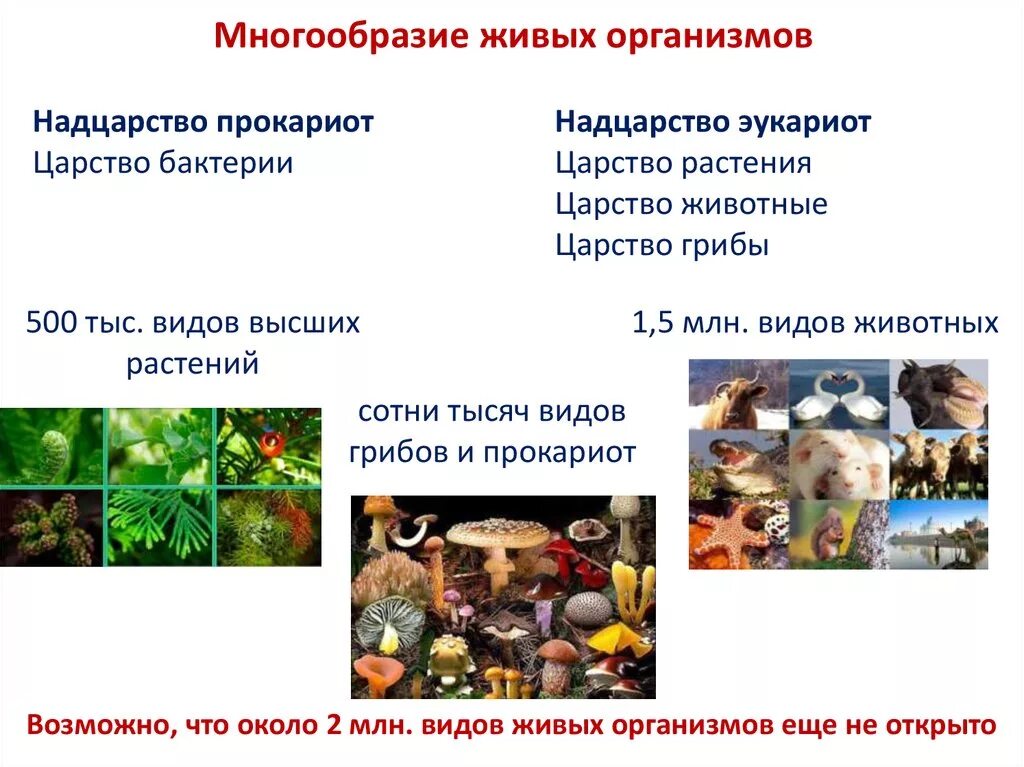 Многообразие живых организмов. Многообразие живых организ. Разнообразие организмов на земле. Видовое разнообразие живых организмов.