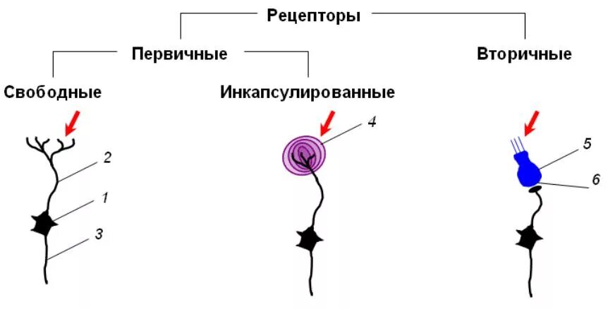 Строение рецептора. Первичные и вторичные рецепторы схема. Типы рецепторов первичные и вторичные рецепторы. Первично чувствующий Рецептор.