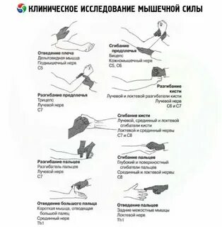 Организация исследования силы