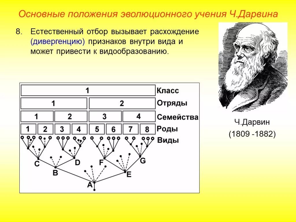 Движущая сила дивергенции. Схема дивергентной эволюции по ч.Дарвину. Дивергенция схема. Процесс видообразования по Дарвину. Схема дивергенции форм.