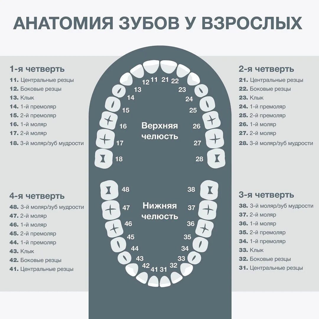 Зуб 1 8. Зубы нумерация. Зубы нумерация в стоматологии. Расположение зубов по номерам у взрослых. Зубы по номерам в стоматологии у взрослых.