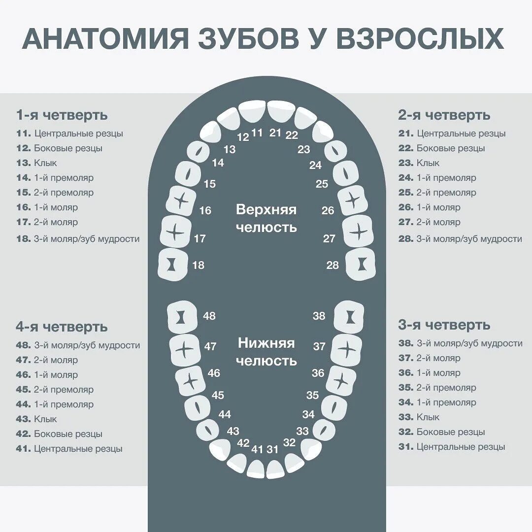 Зубы нумерация. Номера зубов в стоматологии. Обозначение зубов в стоматологии. Схема зубов в стоматологии. 38 18 00 20