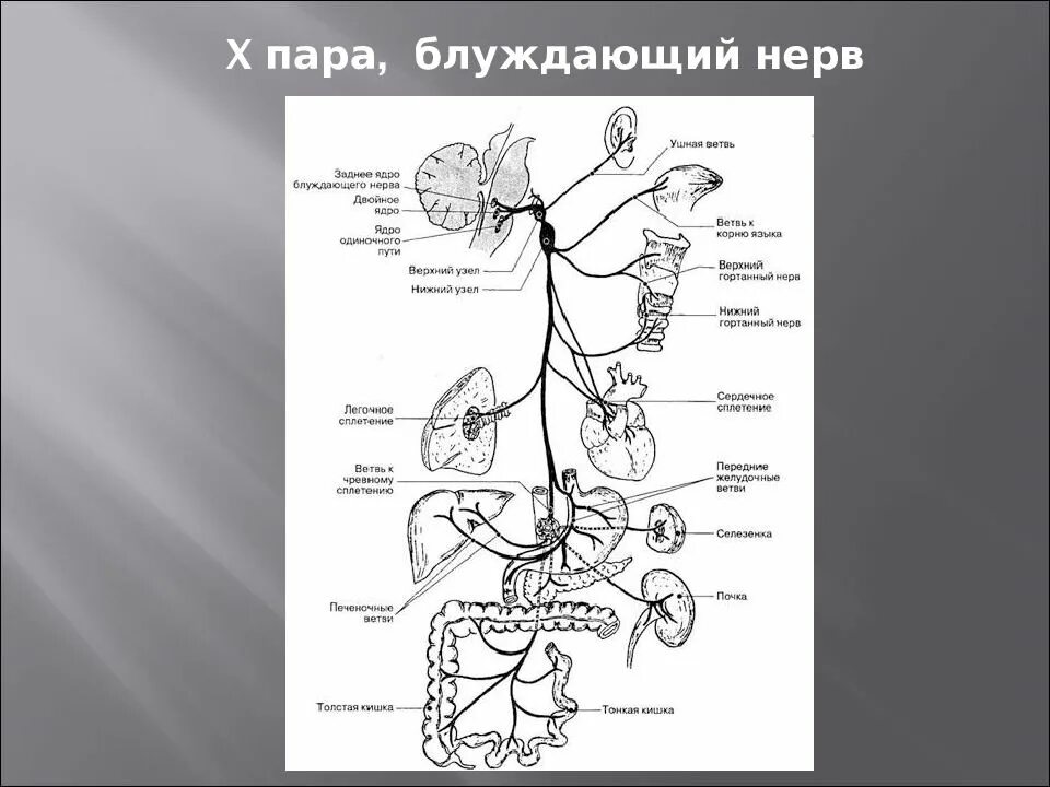 Блуждающий нерв расположен. Схема 10 пары черепных нервов. Блуждающий нерв ветви и иннервация анатомия. Схема иннервации блуждающего нерва. Схема блуждающего нерва анатомия.