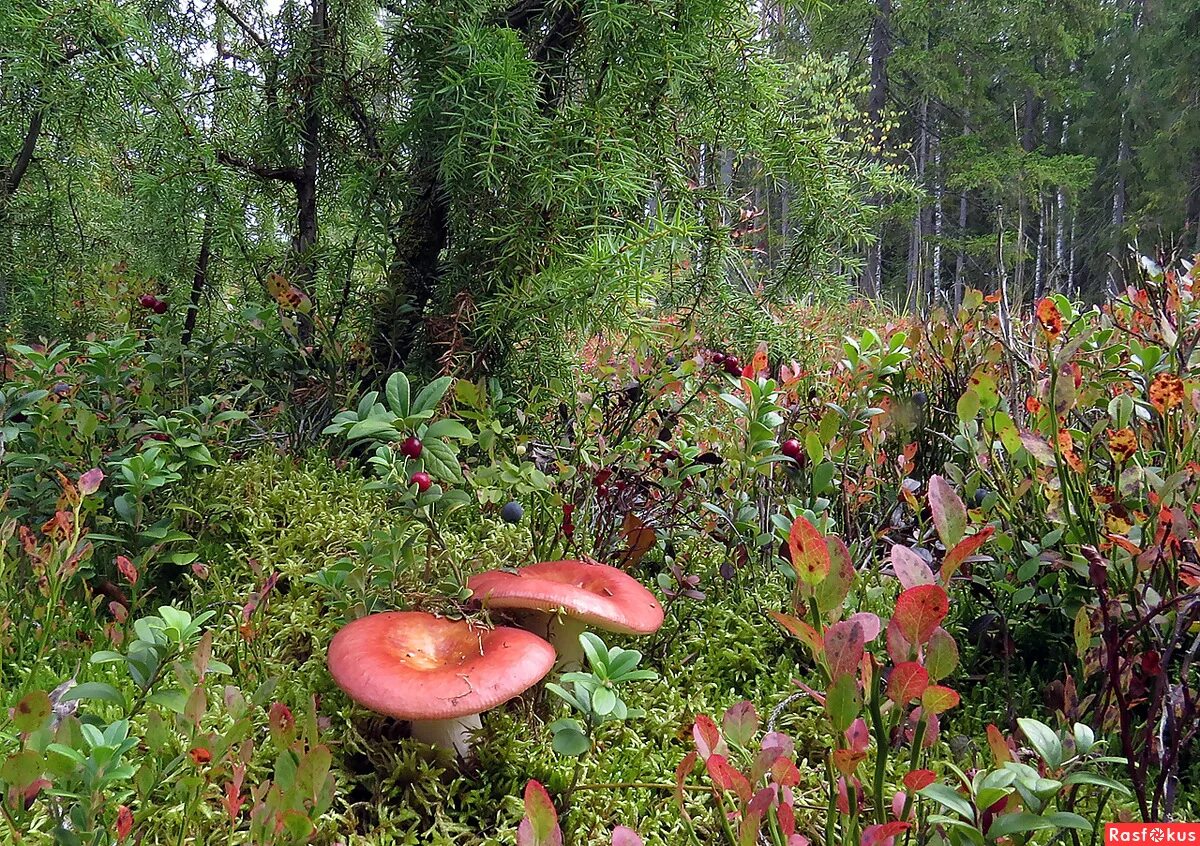 Сыроежка в каком лесу. Сыроежки съедобные. Сыроежки в Сосновом лесу. Сыроежки растущие в Сосновом Бору. Красный гриб в Сосновом лесу.