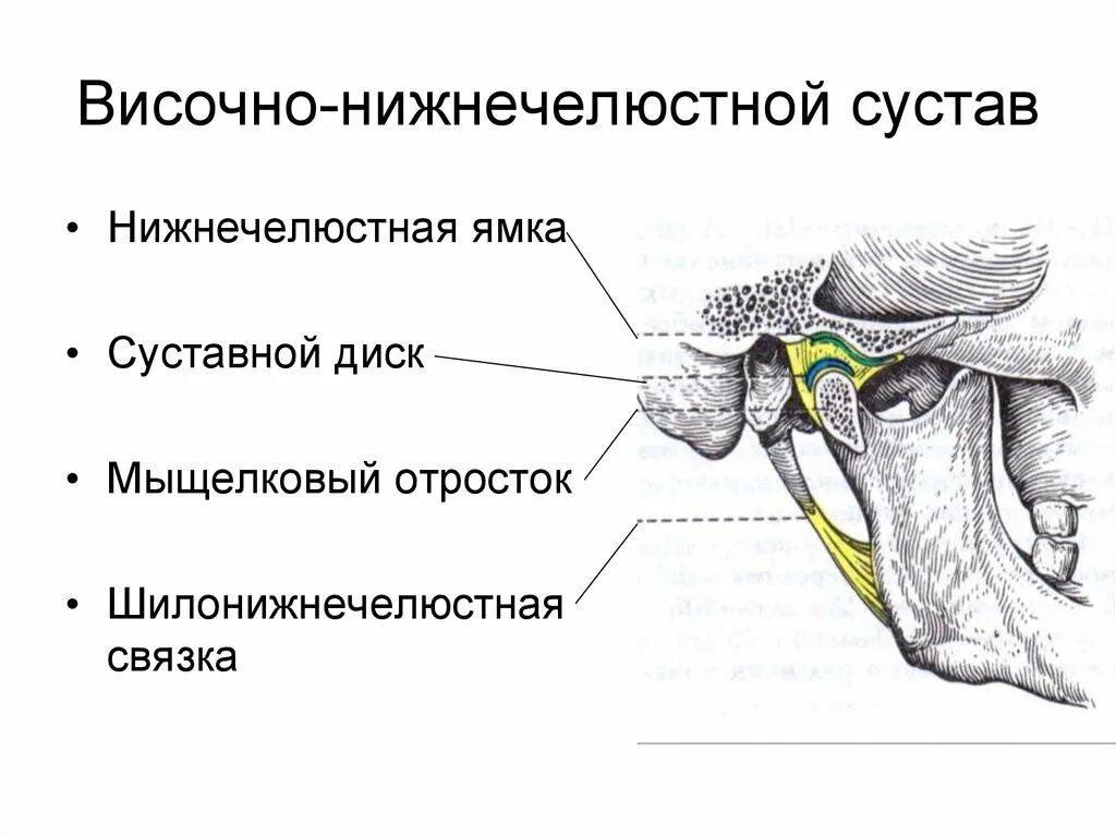 Височно-нижнечелюстной сустав сустав анатомия строение. Строение височно нижнечелюстного сустава топографическая анатомия. Анатомическое строение височно-нижнечелюстного сустава (ВНЧС).. Связки ВНЧС анатомия.