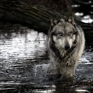 River wolves