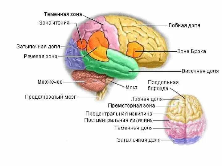 Опухоль мозга лобной доли. Опухоль теменной доли головного мозга. Теменная зона головного мозга. Зоны теменной доли. Опухоли теменной