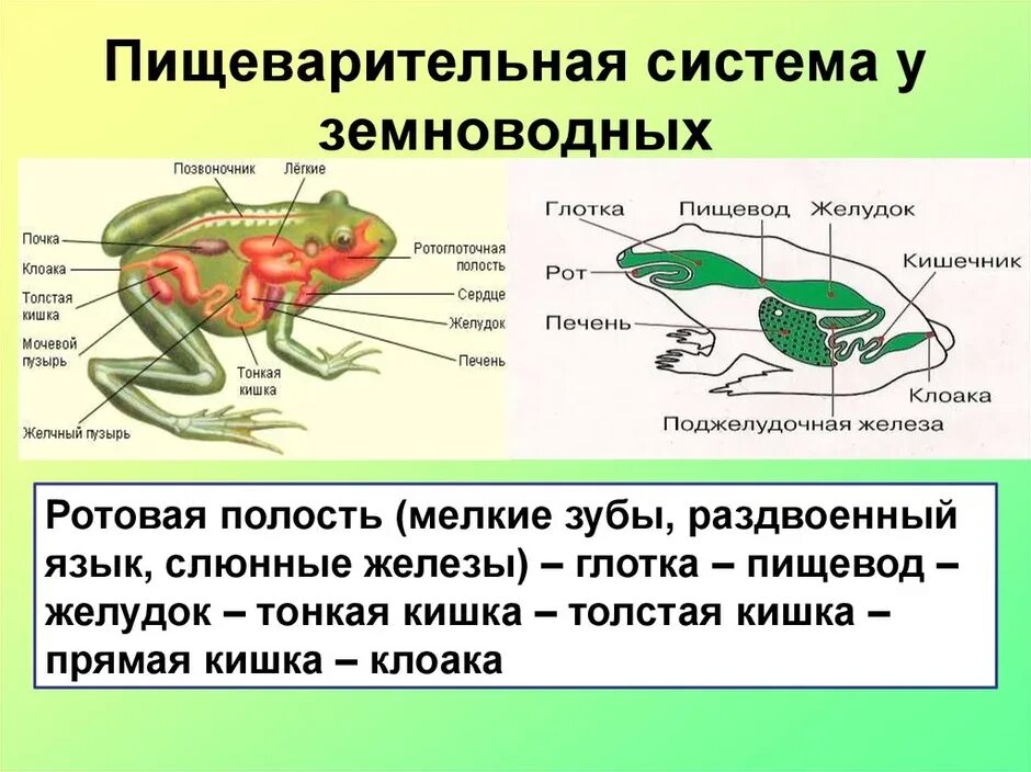Внутреннее строение лягушки и головастика. Класс земноводные пищеварительная система. пищеварительная система лягушки 7 класс. класс амфибии пищеварительная система. пищеварительная система земноводные 7 класс биология.