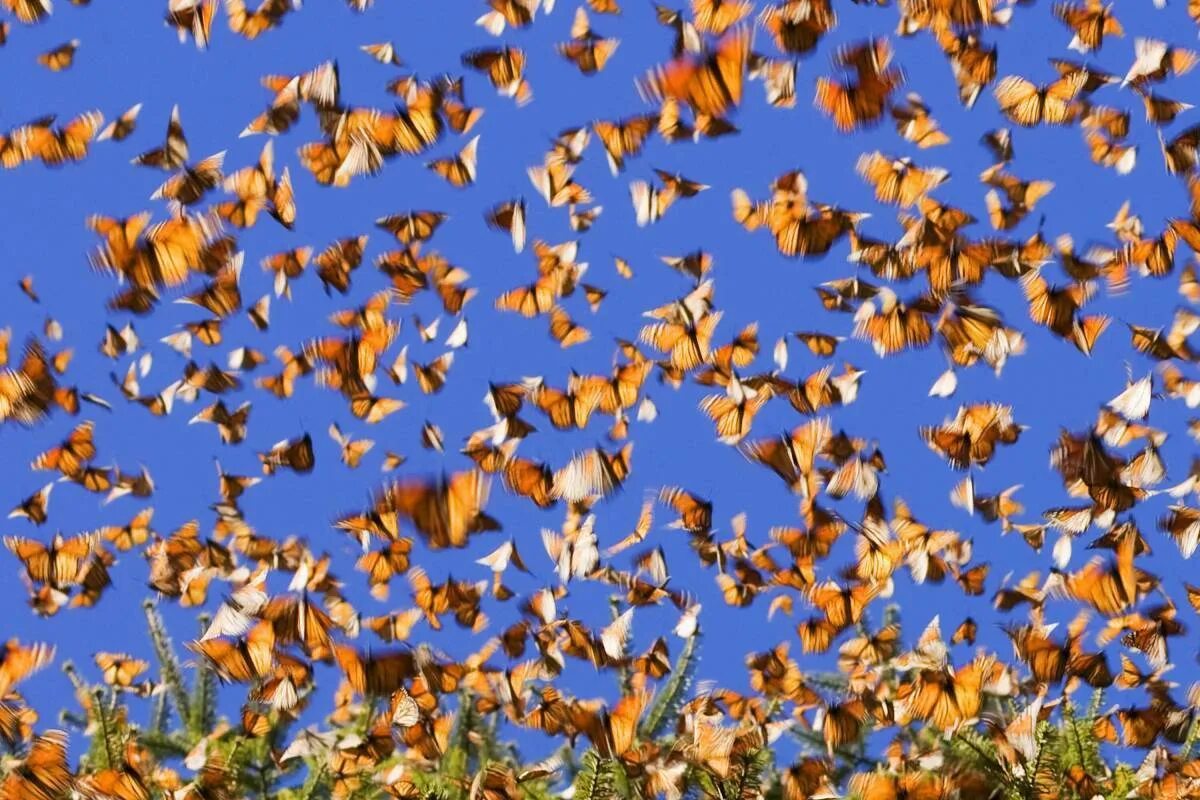 Миграция бабочек Данаида Монарх. Миграция бабочек монархов. Мигрирующие бабочки Данаида Монарх. Миграция бабочек монархов Мексика. Бабочек легкая стая