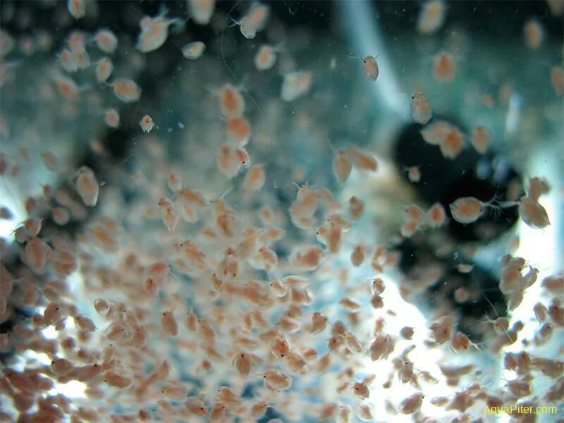 Дафния обыкновенная. Рачок дафния. Дафния кукулята daphnia cucullata. Дафния ракообразные. Дафния моина.