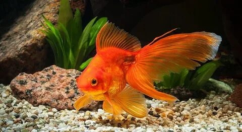 Әйеліммен үйдегі секс (жеке сурет)