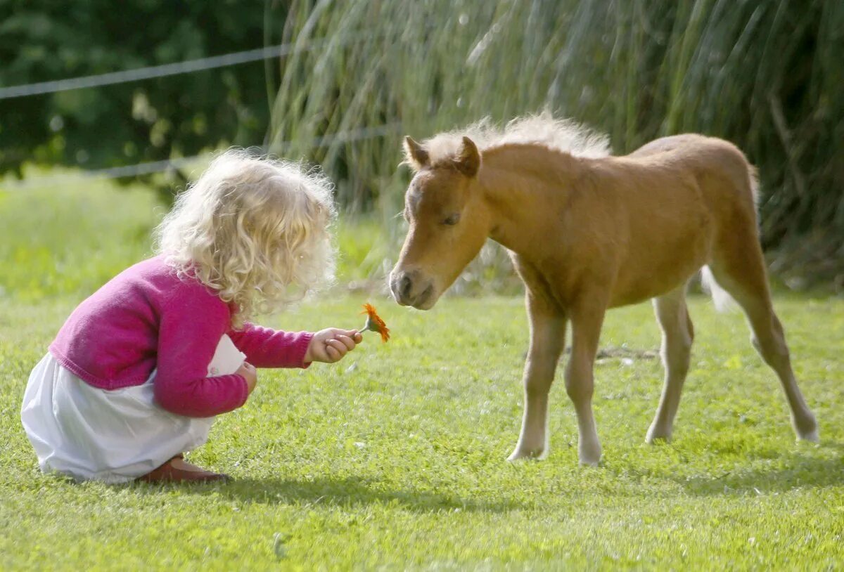 Литтл Пампкин лошадь. Жеребенок Фалабелла. Пони Фалабелла маленькая лошадь. Самые маленькие лошадки в мире.