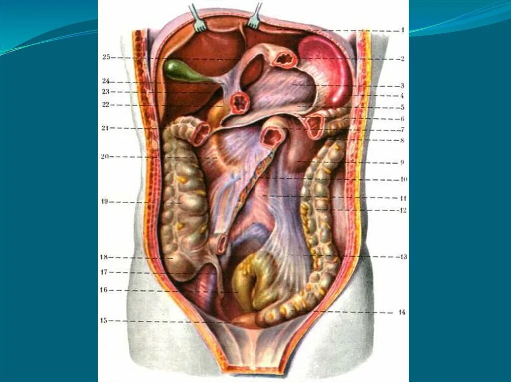 Строение брюшной полости у женщин. Брюшина внутри анатомия. Анатомия брюшной полости женщины. Анатомия женского организма органы брюшной полост. Строение внутренних органов человека брюшная полость.
