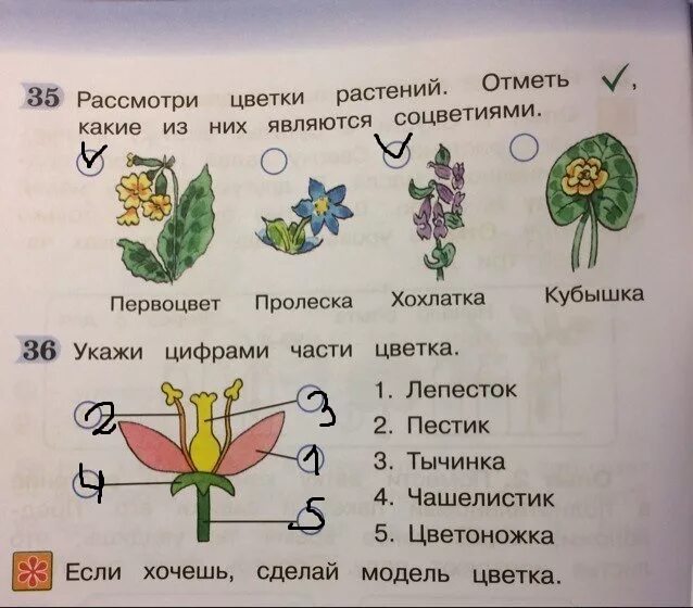 Текст если вы будете внимательно рассматривать цветы