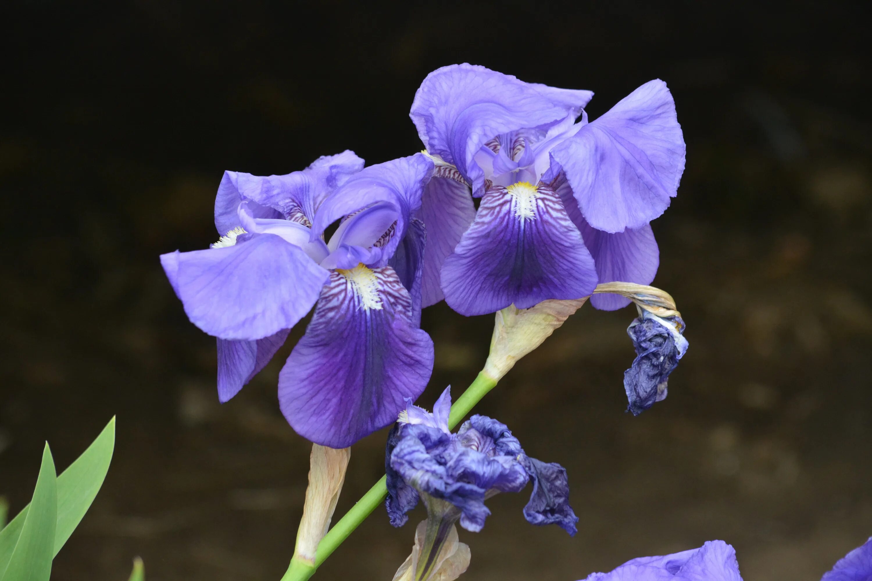 Каким цветом ирис цветок. Ирис фиолетовый обыкновенный. Цветок Ирис Касатик. Ирис бутон. Голубой Ирис цветок.