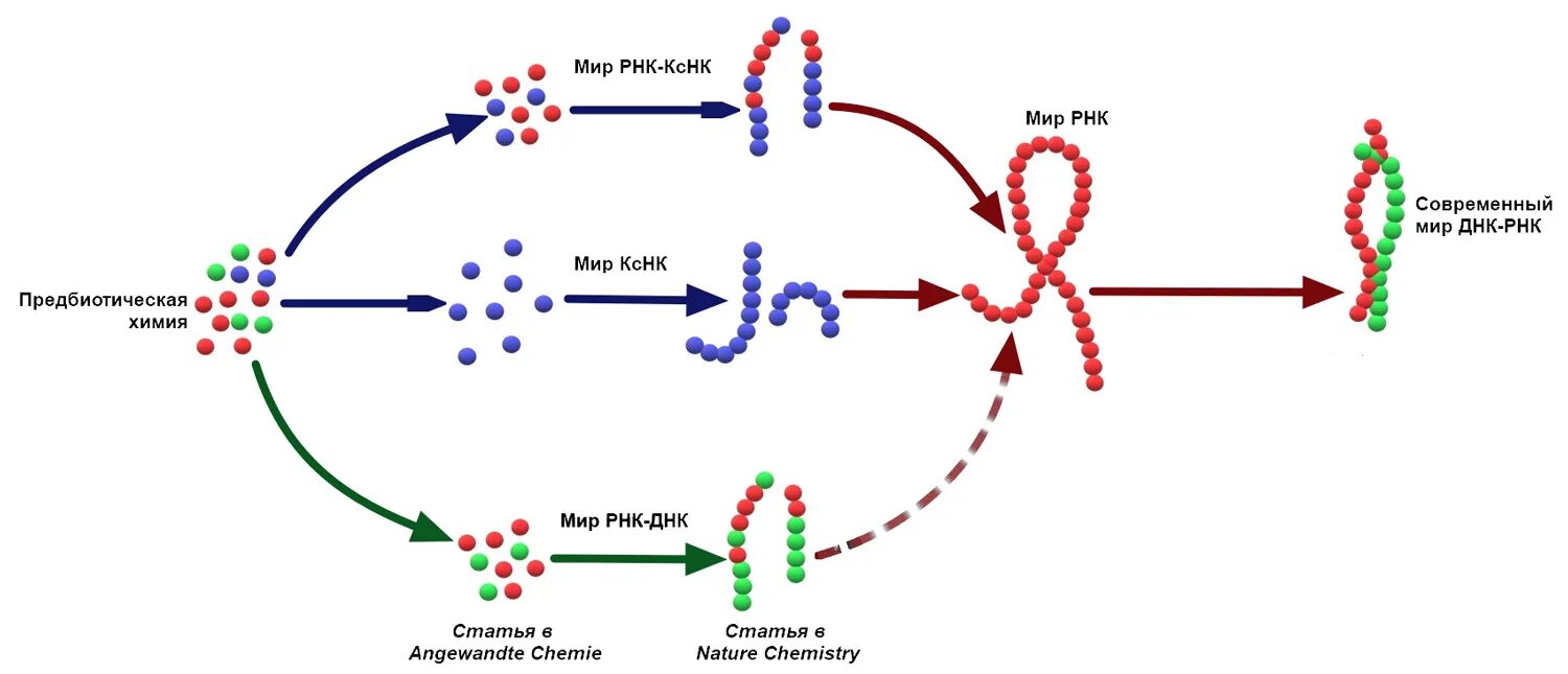Теория мир РНК. Теория РНК возникновения жизни.