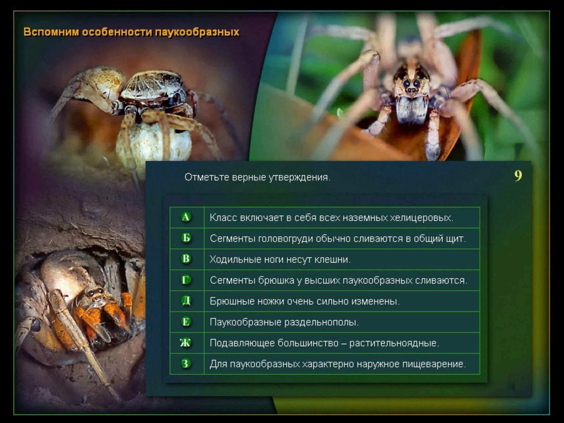 Разнообразие хелицеровых. Общая характеристика паукообразных. Паукообразные раздельнополые. Характеристика класса паукообразные. Признаки типа паукообразные