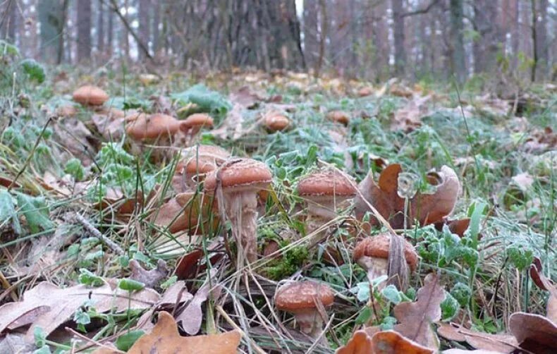 Какие грибы в начале. Съедобные грибы Бузулукского Бора. Осенние опята Саратовской области. Грибы Саратовской области опята осенние. Осенние съедобные грибы Подмосковья грибники.
