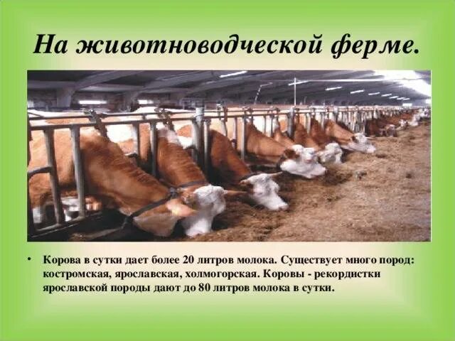 Удой коровы в год. Сколько корова дает молока в сутки. Сколько молока дает корова в сутки в среднем. Сколько литров молока дает корова в сутки. Сколько мрлока даеткорова.
