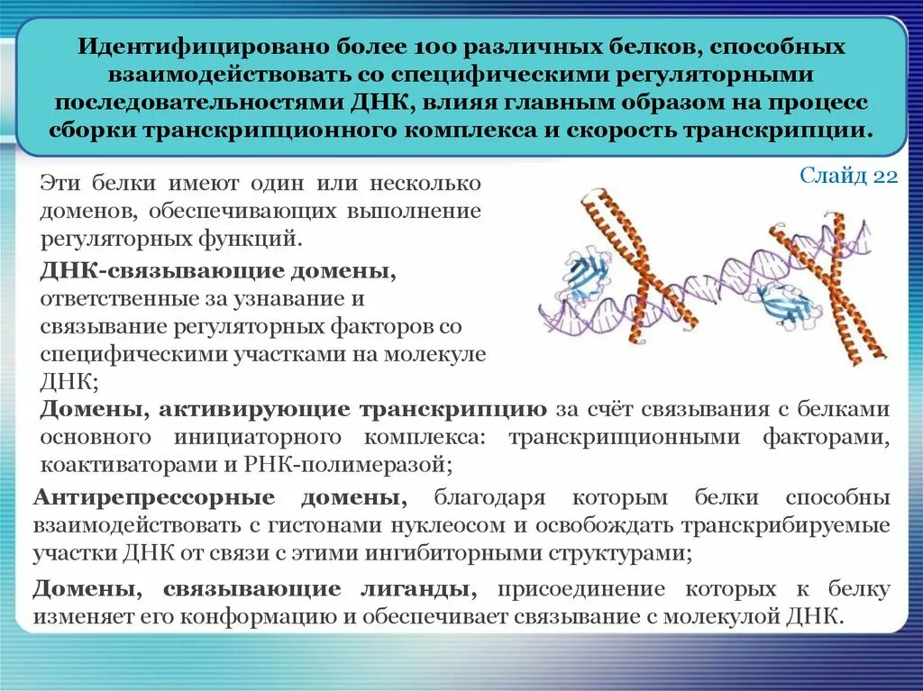 Связана с белками гистонами. ДНК связывающие домены. Регуляторные последовательности ДНК. ДНК-связывающие белки. Белки взаимодействующие с регуляторными ДНК.