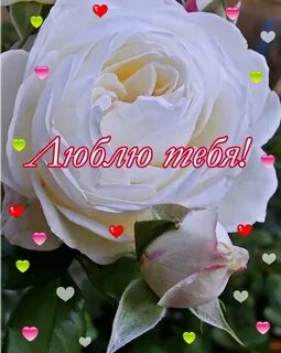 Открытка люблю с цветами