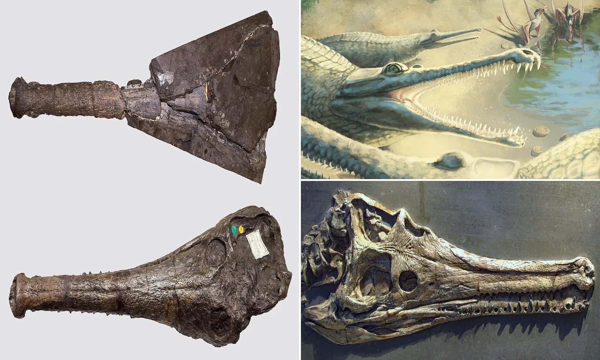 Доисторическая девушка замороженная 40 миллионов лет. Скелеты древних животных. Доисторические останки крокодила. Скелеты доисторических животных в музее.