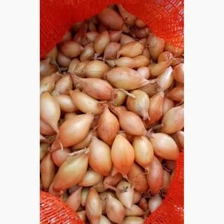 Севок радар описание сорта фото