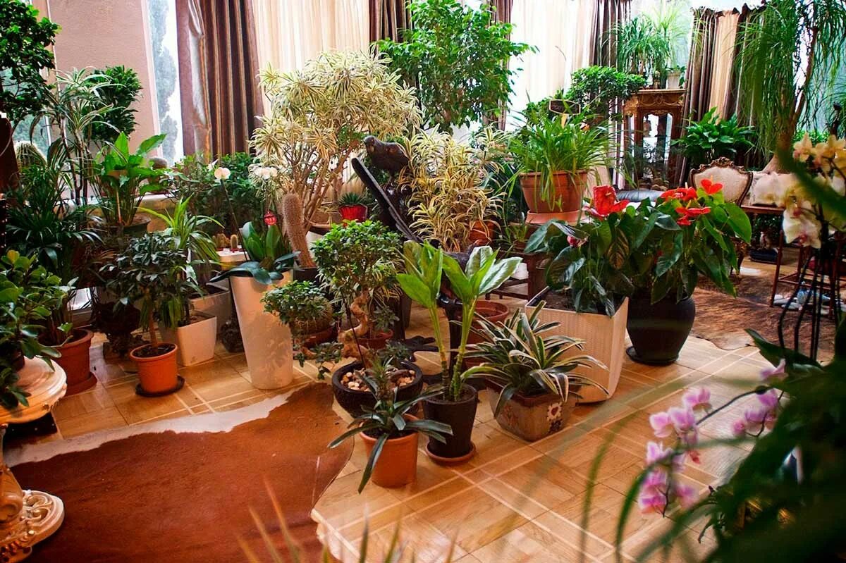 Комнатные растения комнатное цветоводство. Комнатные растения в доме. Комнатные растения в квартире. Комнатные растения в интерьере квартиры. Цветы в доме комнатные.