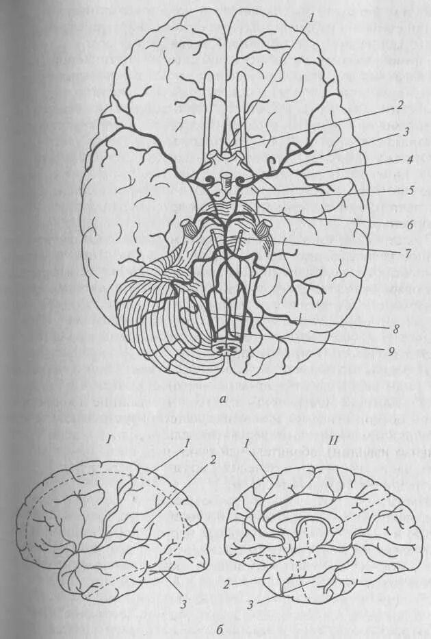 Артерии основания мозга. Кровоснабжение головного мозга Бадалян. Кровоснабжение головного мозга схема. Дуус кровоснабжение головного мозга. Кровоснабжение теменной доли.