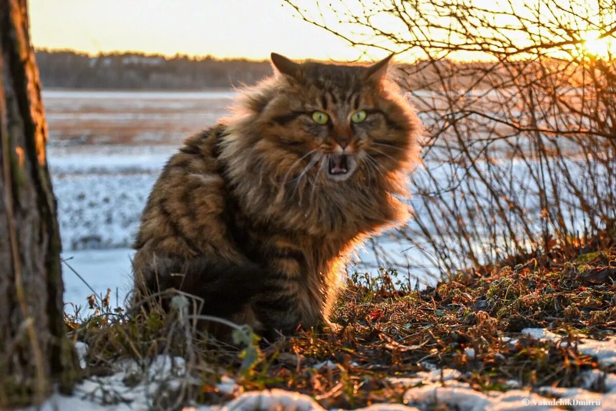 Сибиряк это. Сибирские коты. Русско Сибирская кошка. Сибирская длинношерстная кошка. Сибирская Дальневосточная кошка.