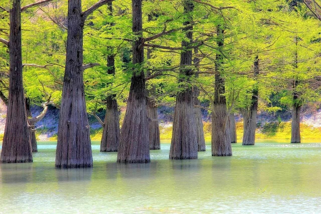 Кипарисово ощеро сукко. Где деревья в воде. Озеро сукко в анапе кипарисовое озеро. Кипарисовое озеро сукко краснодарский край. Где деревья в воде.