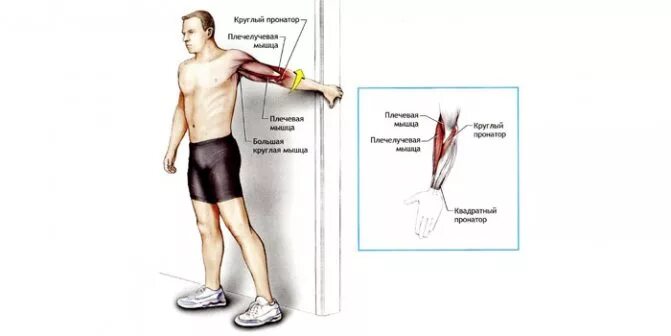 Болит плечо при поднятии. Пронация предплечья и плеча. Пронация и супинация предплечья мышцы. Пронация плеча мышцы. Мышца пронатор плечевого сустава.