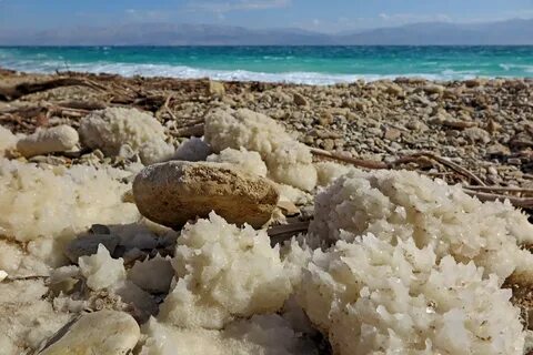 Мертвое море водоросли